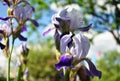 Blue iris flowers in spring close-up. Royalty Free Stock Photo