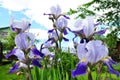 Beautiful purple iris flowers in the summer garden. Royalty Free Stock Photo