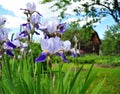 Beautiful purple iris flowers in the summer garden. Royalty Free Stock Photo