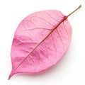 Fresh Bougainvillea Pink Leaf isolated on white background Royalty Free Stock Photo