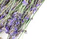 A fresh bouquet of blooming lavender flowers, shot from above on a white background with copy space, a design template for an Royalty Free Stock Photo