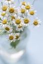 Fresh bouquet of chamomile flowers in a glass vase on the blue background. Royalty Free Stock Photo