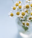 Fresh bouquet of chamomile flowers in a glass vase on the blue background. Close up. Royalty Free Stock Photo