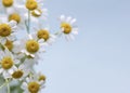 Fresh bouquet of chamomile flowers in a glass vase on the blue background. Close up. Royalty Free Stock Photo