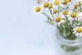 Fresh bouquet of chamomile flowers in a glass vase on the blue background.Copy space Royalty Free Stock Photo
