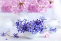 Fresh bouquet of delicate spring flowers of the liverwort Hepatica Nobilis in a white vase on a white background Royalty Free Stock Photo