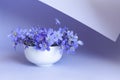 Fresh bouquet of delicate spring flowers liverwort Hepatica Nobilis in a white vase on a blue paper curl background Royalty Free Stock Photo