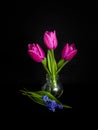 Bouquet of pink tulips and blue flowers in glass vase, on black background. Royalty Free Stock Photo