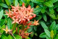 Fresh bouquet red spike flower sharp blooming and buds with green leave wall background in garden. beauty star shape petal blossom