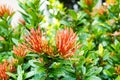 Fresh bouquet red spike flower sharp buds with green leave wall background in garden. beauty star shape petal blossom. no people