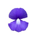 Fresh Bouquet violet Blue Hawaii violet flower. Isolated on white background with clipping path