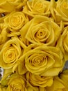 A fresh bouquet of yellow roses. Royalty Free Stock Photo