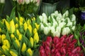 Fresh bouquets of beautiful tulip flowers
