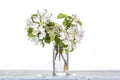 Fresh branch of blooming quince with red flowers in transparent glass vase isolated on table on white background Royalty Free Stock Photo