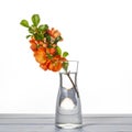 Fresh branch of blooming quince with red flowers in transparent glass vase isolated on table on white background Royalty Free Stock Photo