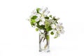 Fresh branch of blossoming apple tree in transparent glass vase isolated on white background Royalty Free Stock Photo