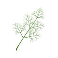 Fresh branch of dill on a white background.