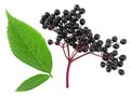 Fresh branch of elderberry and green leaves isolated on white background, top view. Sambucus, healing berries Royalty Free Stock Photo