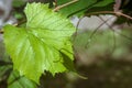 Fresh branch of grape vine leaf and tendrils