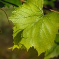 Fresh branch of grape vine leaf and tendrils sunny day