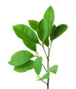Fresh branch with green citrus leaves isolated