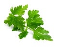 Fresh branch of green parsley