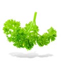 Fresh branch of green parsley natural food isolated on white background Royalty Free Stock Photo