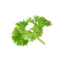 Fresh branch of green parsley natural food isolated on white background Royalty Free Stock Photo