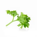 Fresh branch of green parsley natural food isolated on white background Royalty Free Stock Photo