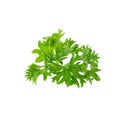 Fresh branch of green parsley natural food isolated on white background Royalty Free Stock Photo