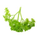 Fresh branch of green parsley natural food isolated on white background Royalty Free Stock Photo