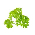 Fresh branch of green parsley natural food isolated on white background Royalty Free Stock Photo