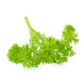 Fresh branch of green parsley natural food isolated on white background Royalty Free Stock Photo