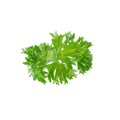 Fresh branch of green parsley natural food isolated on white background Royalty Free Stock Photo