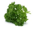 Fresh branch of green parsley Royalty Free Stock Photo