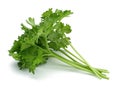 Fresh branch of green parsley