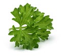 Fresh branch of green parsley