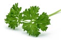 Fresh branch of green parsley