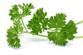 Fresh branch of green parsley Royalty Free Stock Photo