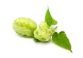 Fresh branch of hops isolated.