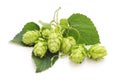 Fresh branch of hops.