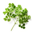 Fresh branch of raw green organic leaves of moringa on white background Generative AI Illustration