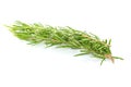 Fresh branch of rosemary herb isolated on white background Royalty Free Stock Photo