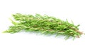 Fresh branch of rosemary herb isolated on white background Royalty Free Stock Photo