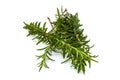 Fresh branch of rosemary isolated on white background Royalty Free Stock Photo