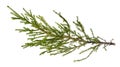 Fresh branch of spruce tree isolated on white Royalty Free Stock Photo