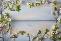 White cherry blossoms Royalty Free Stock Photo