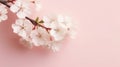 Fresh branch of white cherry blossoms on light pink background. Pastel color. Flat lay Royalty Free Stock Photo