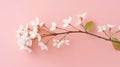 Fresh branch of white cherry blossoms on light pink background. Pastel color. Flat lay Royalty Free Stock Photo