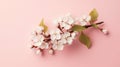 Fresh branch of white cherry blossoms on light pink background. Pastel color. Flat lay Royalty Free Stock Photo